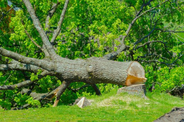 Abattage sécurisé d'arbre dangereux avec équipement professionnel