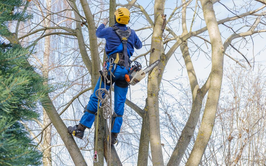 Élagage professionnel d'arbre par un élagueur qualifié